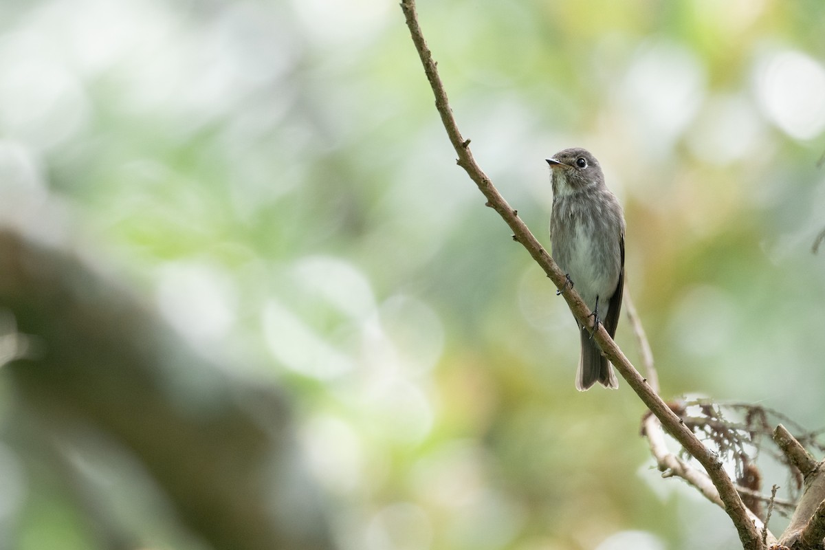 gråflankefluesnapper - ML644309782