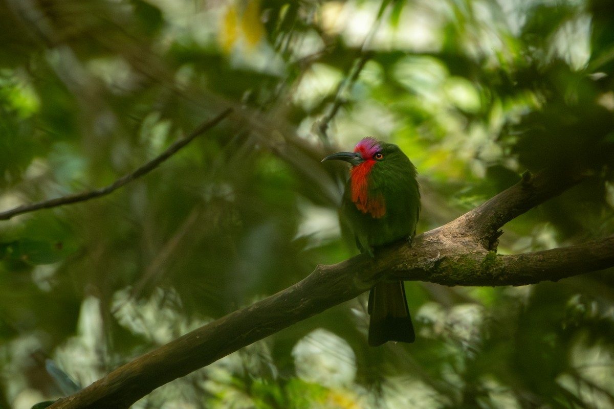 rødskjeggbieter - ML644309783