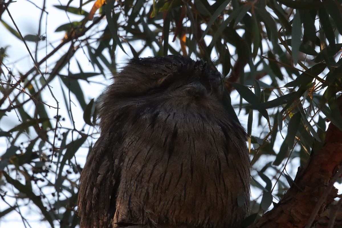 Tawny Frogmouth - ML644309787