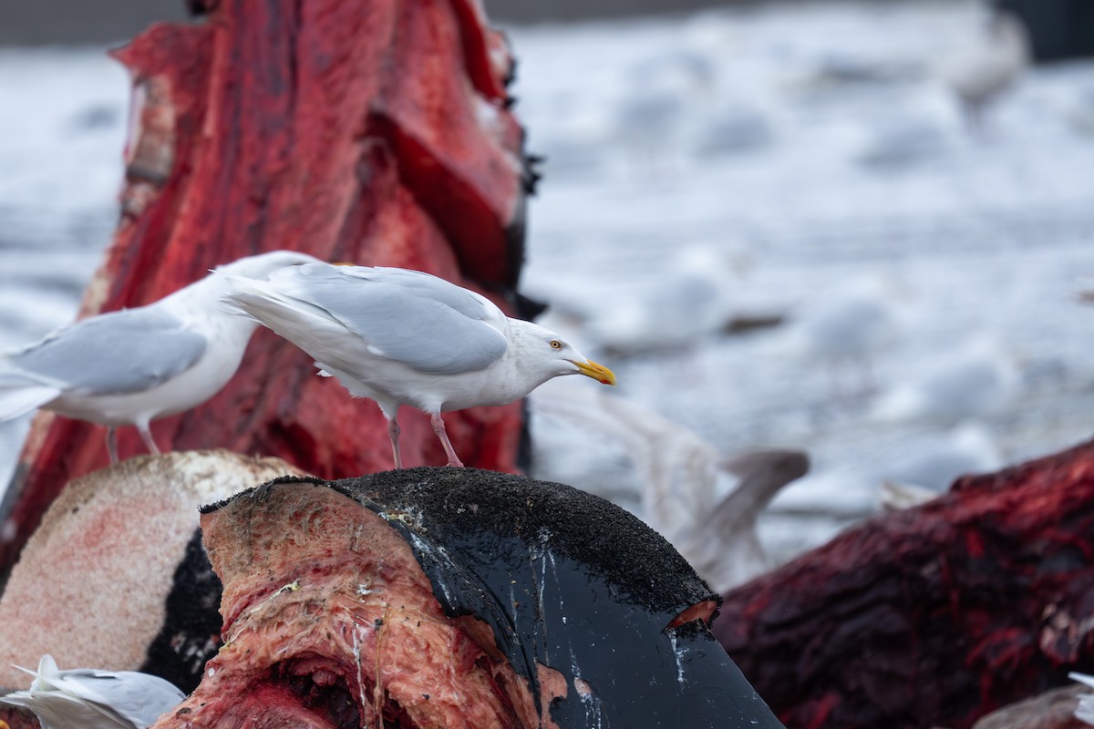 Бургомистр - ML644309793