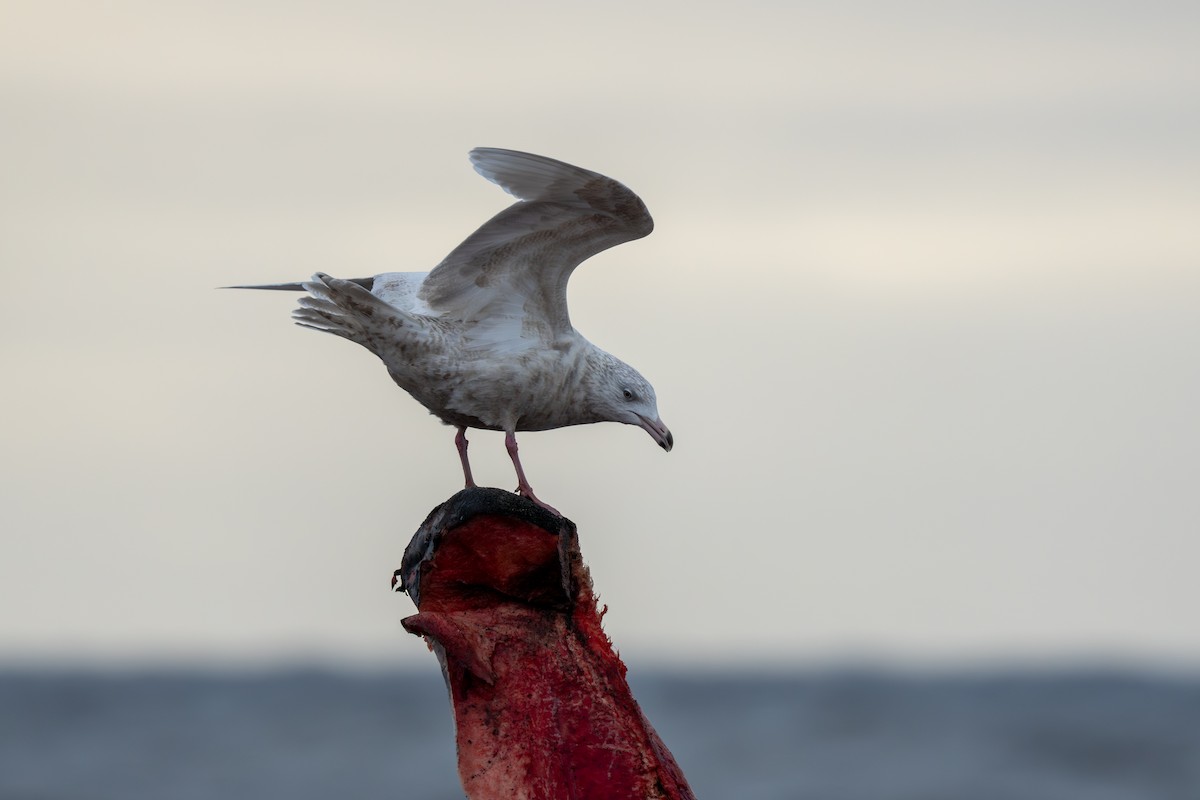 Бургомистр - ML644309794