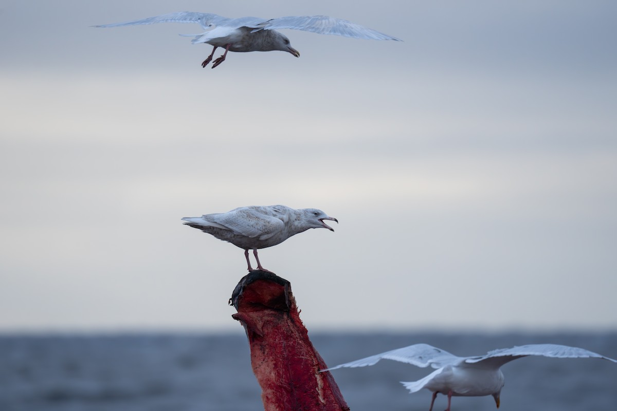 Бургомистр - ML644309795