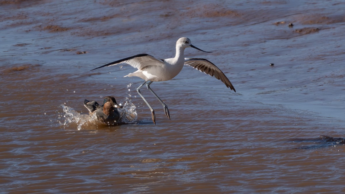 American Avocet - ML644309798