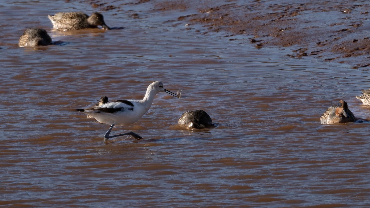 American Avocet - ML644309799