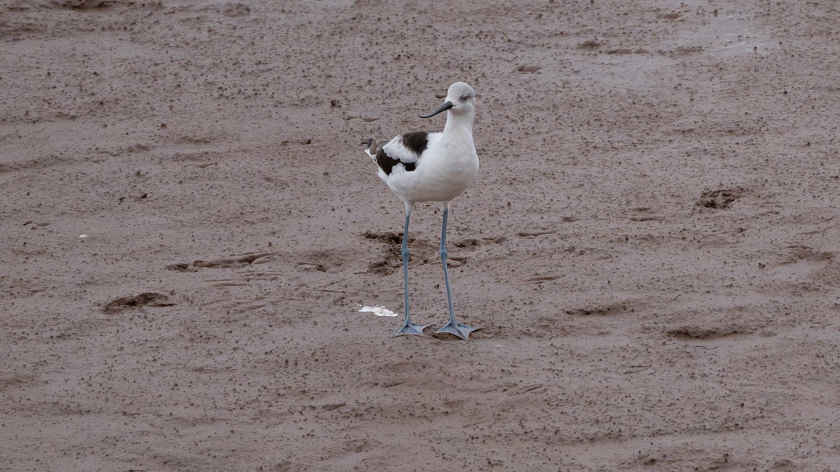 American Avocet - ML644309800