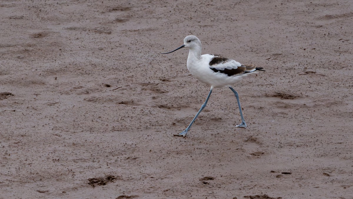 American Avocet - ML644309801