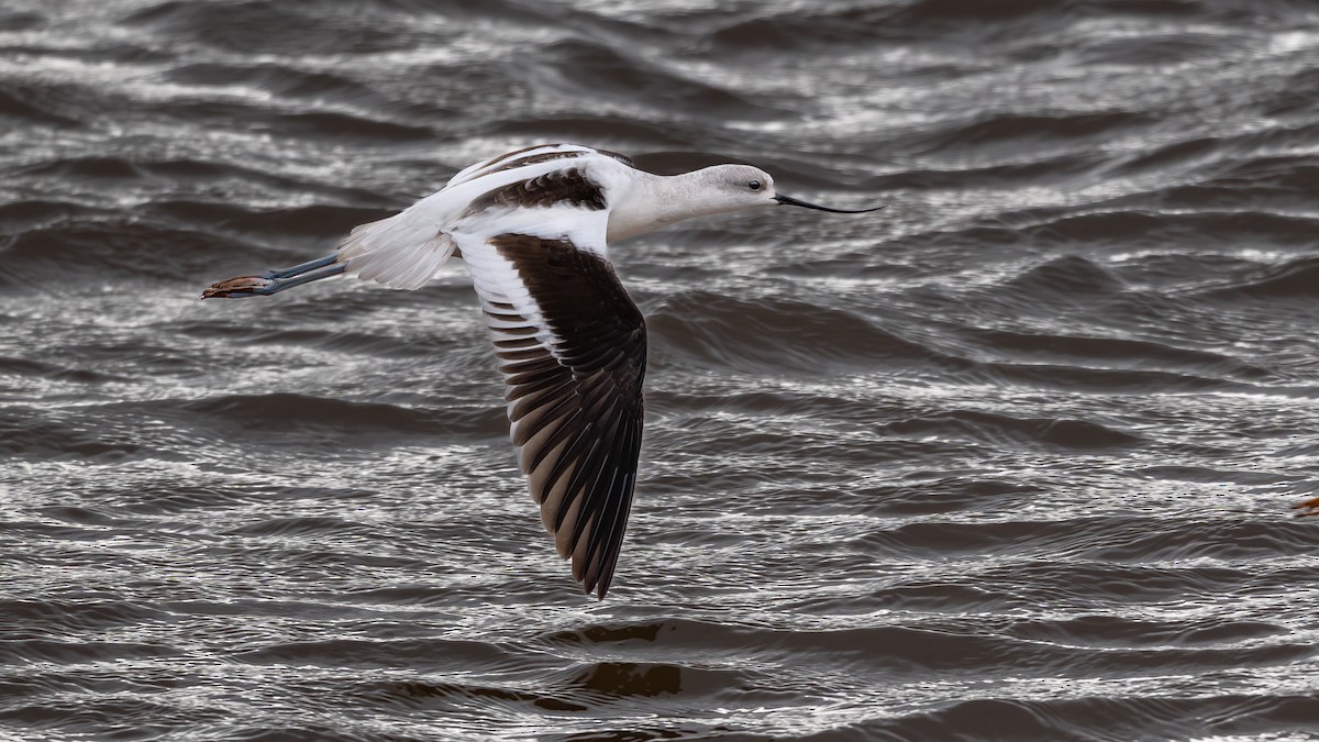 American Avocet - ML644309803