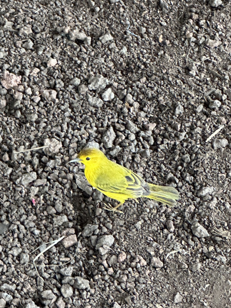 Mangrove Yellow Warbler (Galapagos) - ML644309806