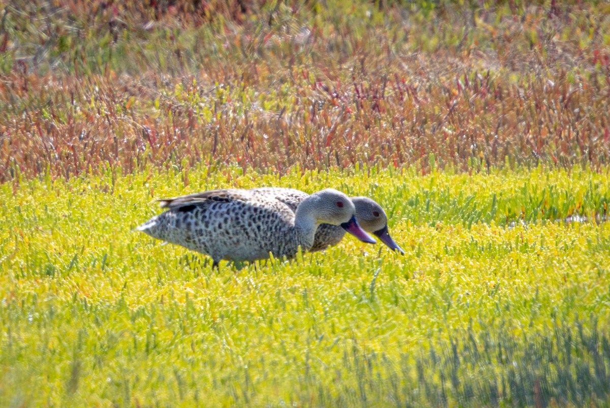アカハシコガモ - ML644309807