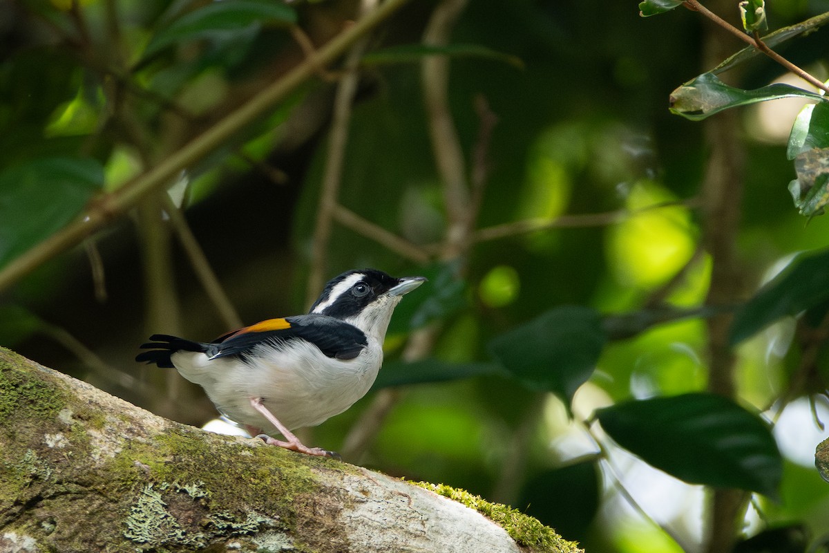 White-browed Shrike-Babbler - ML644309828