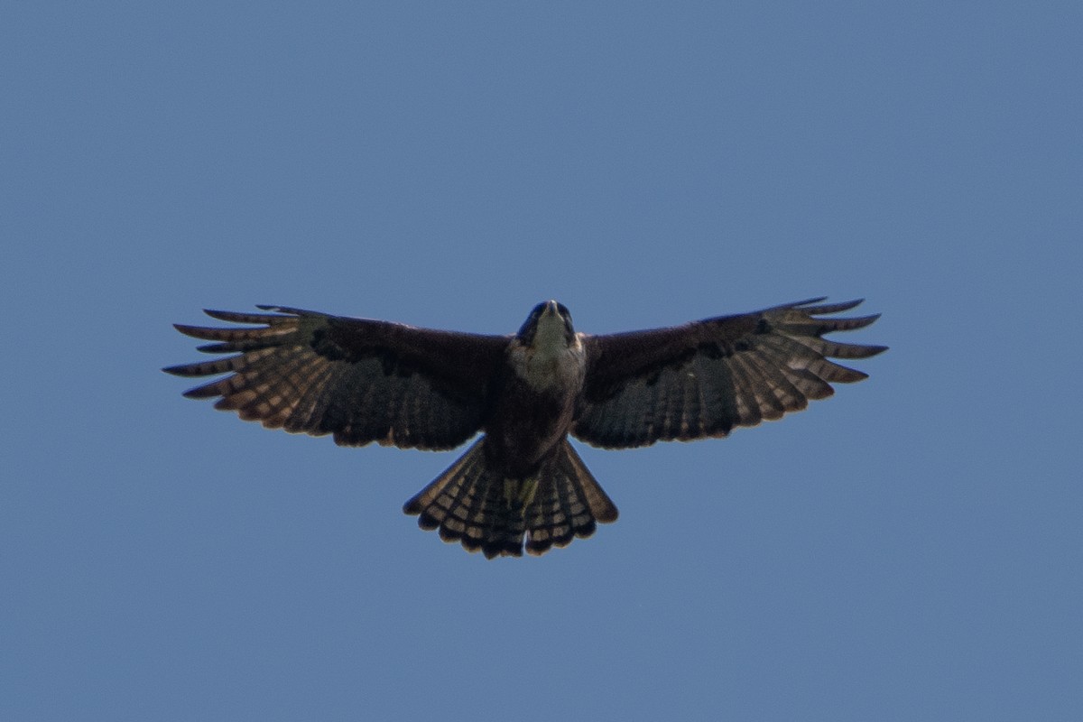 Aigle à ventre roux - ML644309835