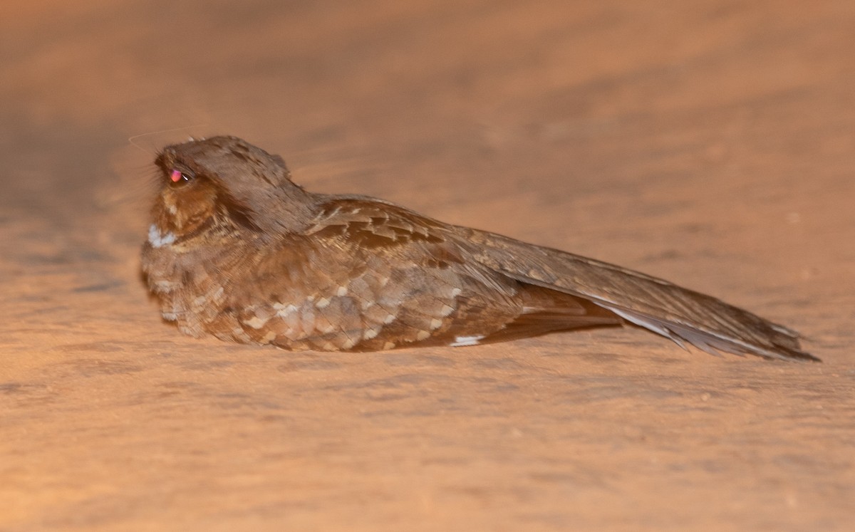 Пораке - ML644309836