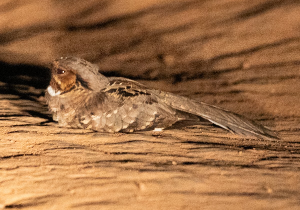 Пораке - ML644309837