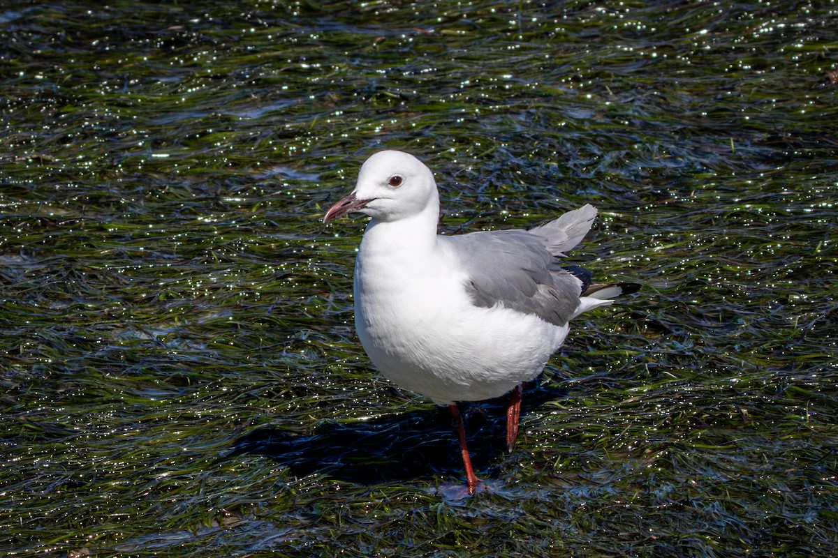 Hartlaub's Gull - ML644309841