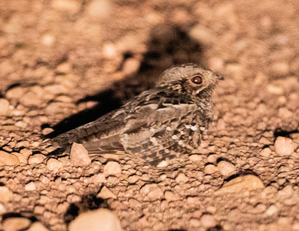Little Nightjar - ML644309843