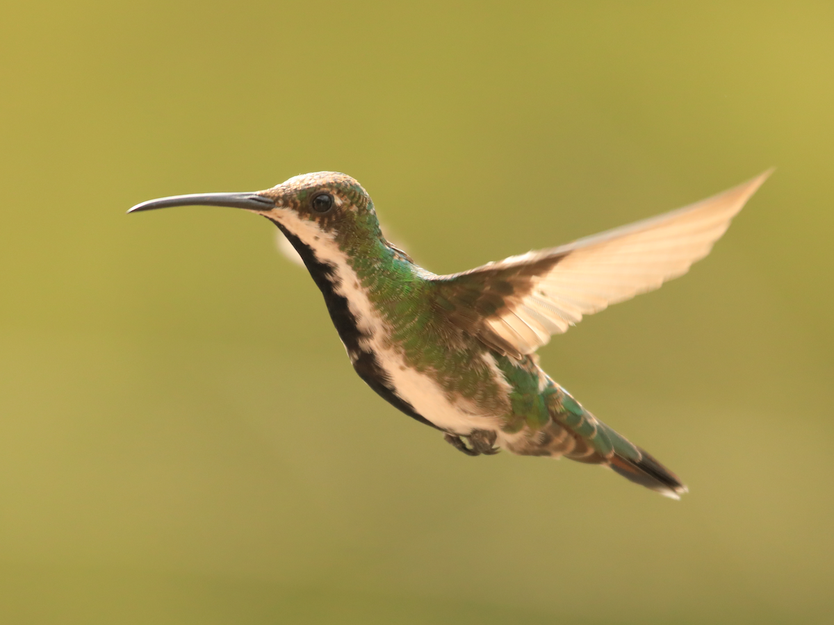 Black-throated Mango - ML644309855