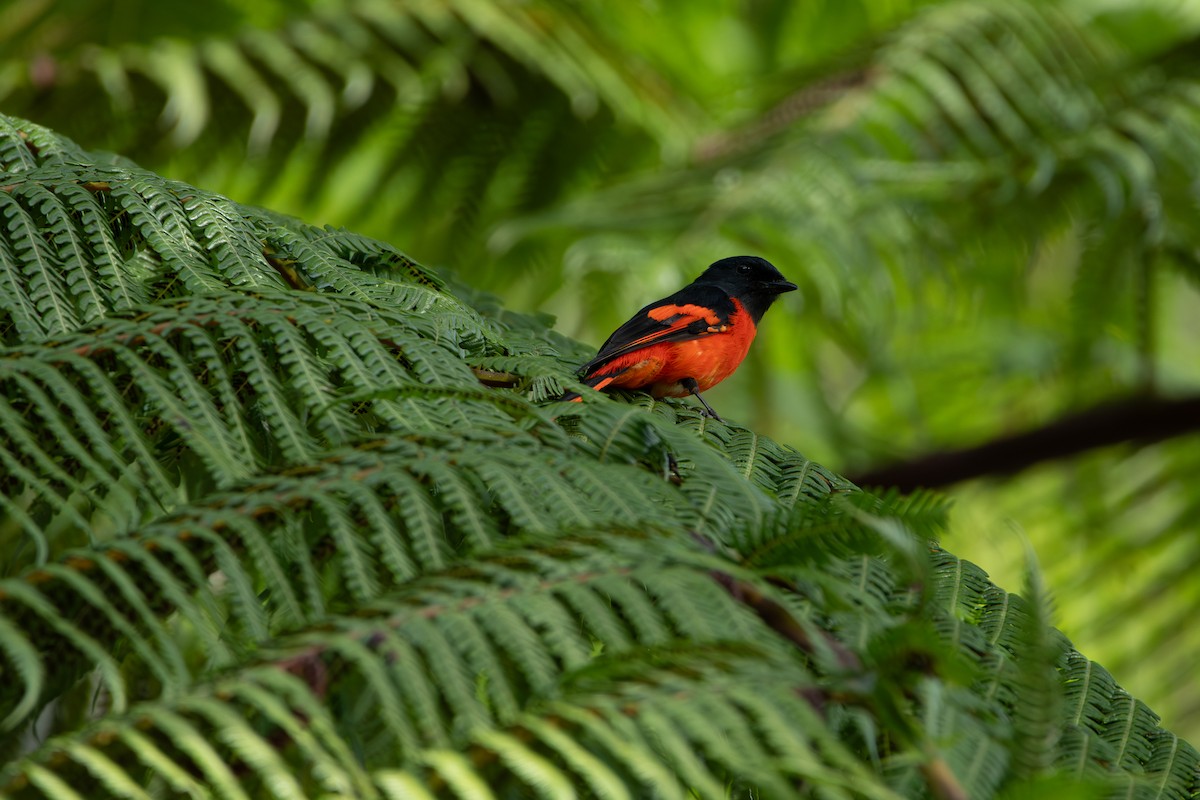 Личинкоїд сірощокий - ML644309857