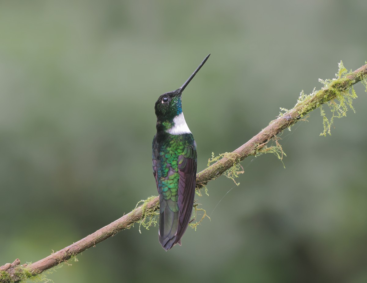 Collared Inca - ML644309873