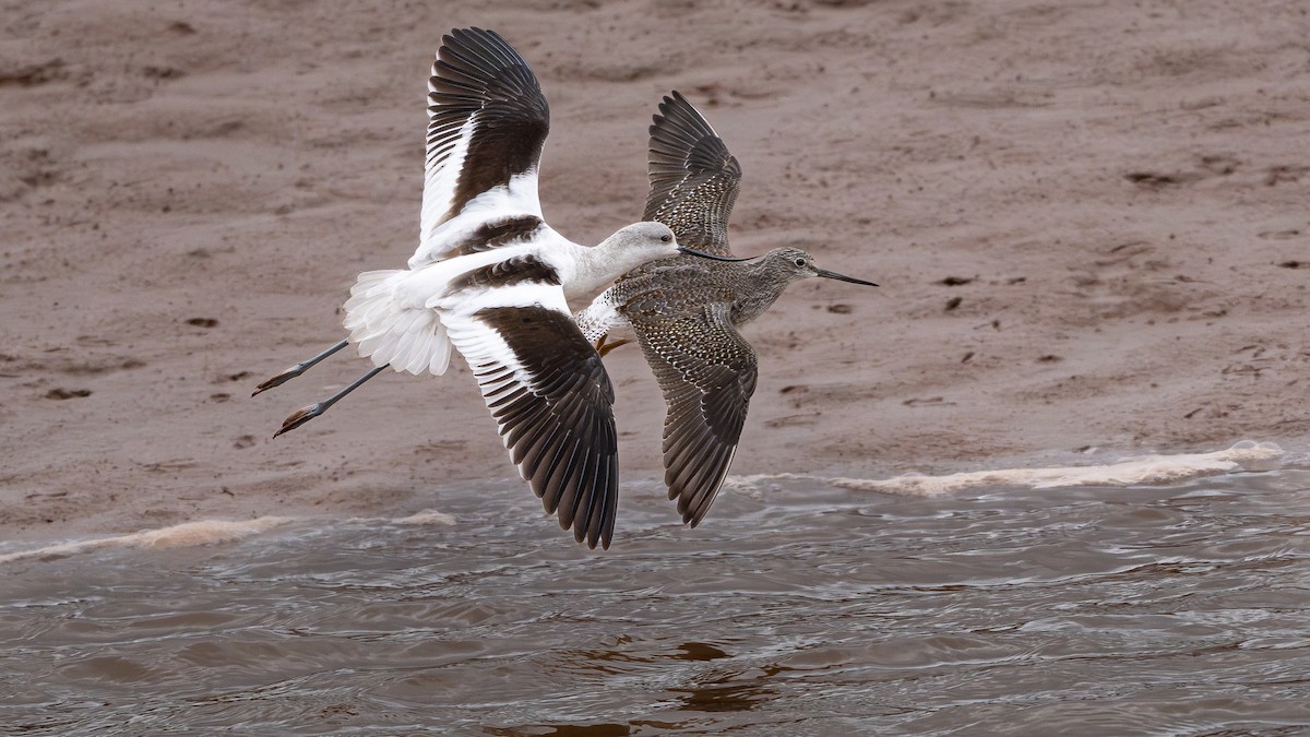 American Avocet - ML644309885