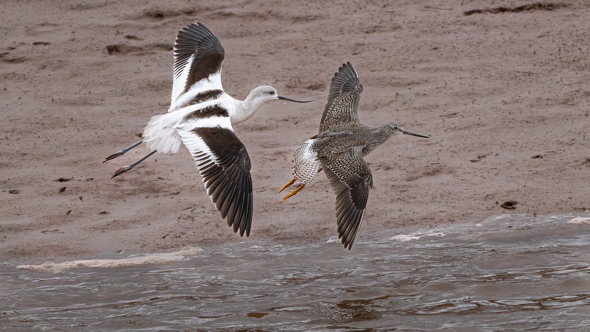 American Avocet - ML644309886