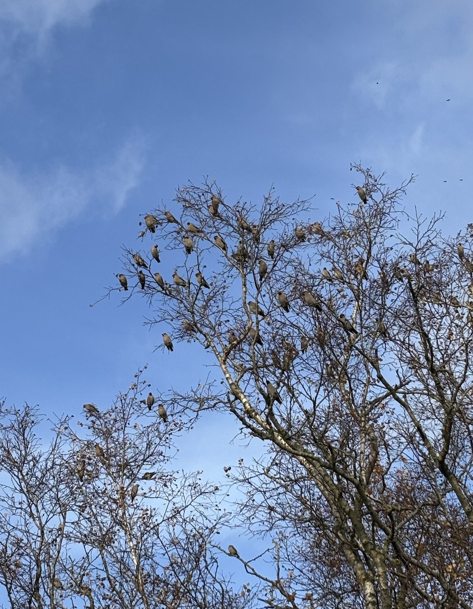 Buztanori boreala - ML644309887