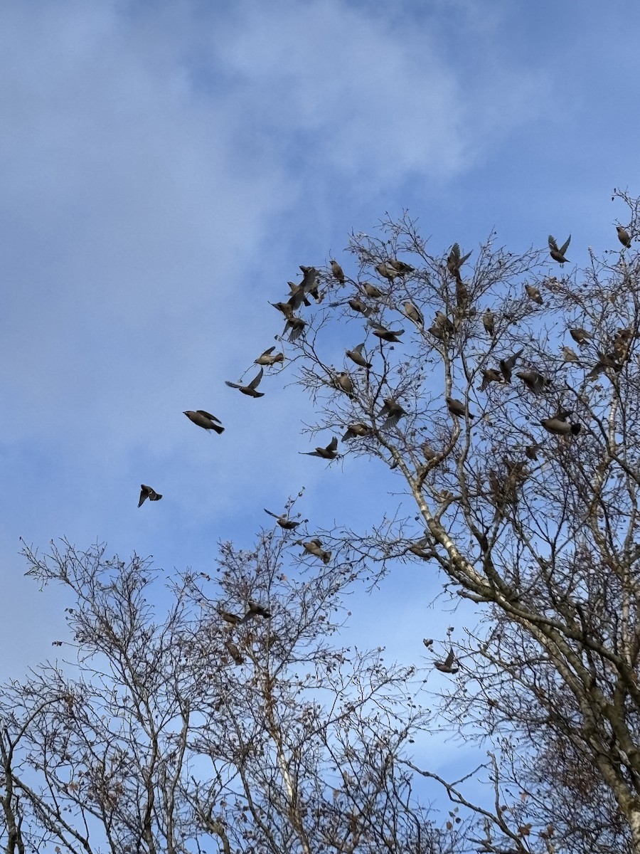 Buztanori boreala - ML644309888