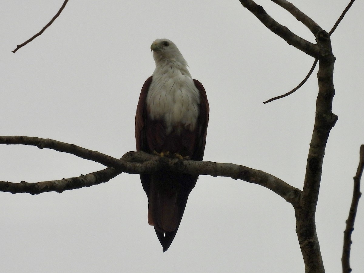 Brahminy Kite - ML644309891