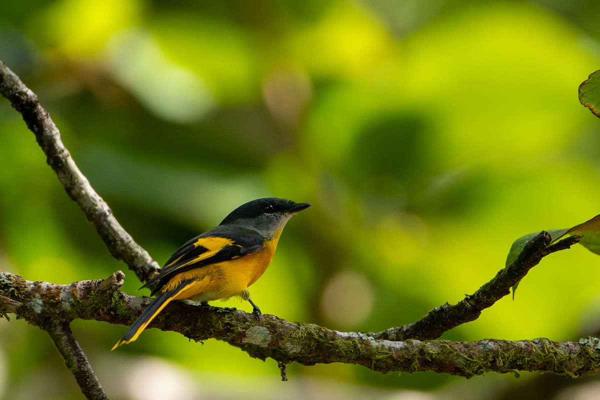 Личинкоїд сірощокий - ML644309894