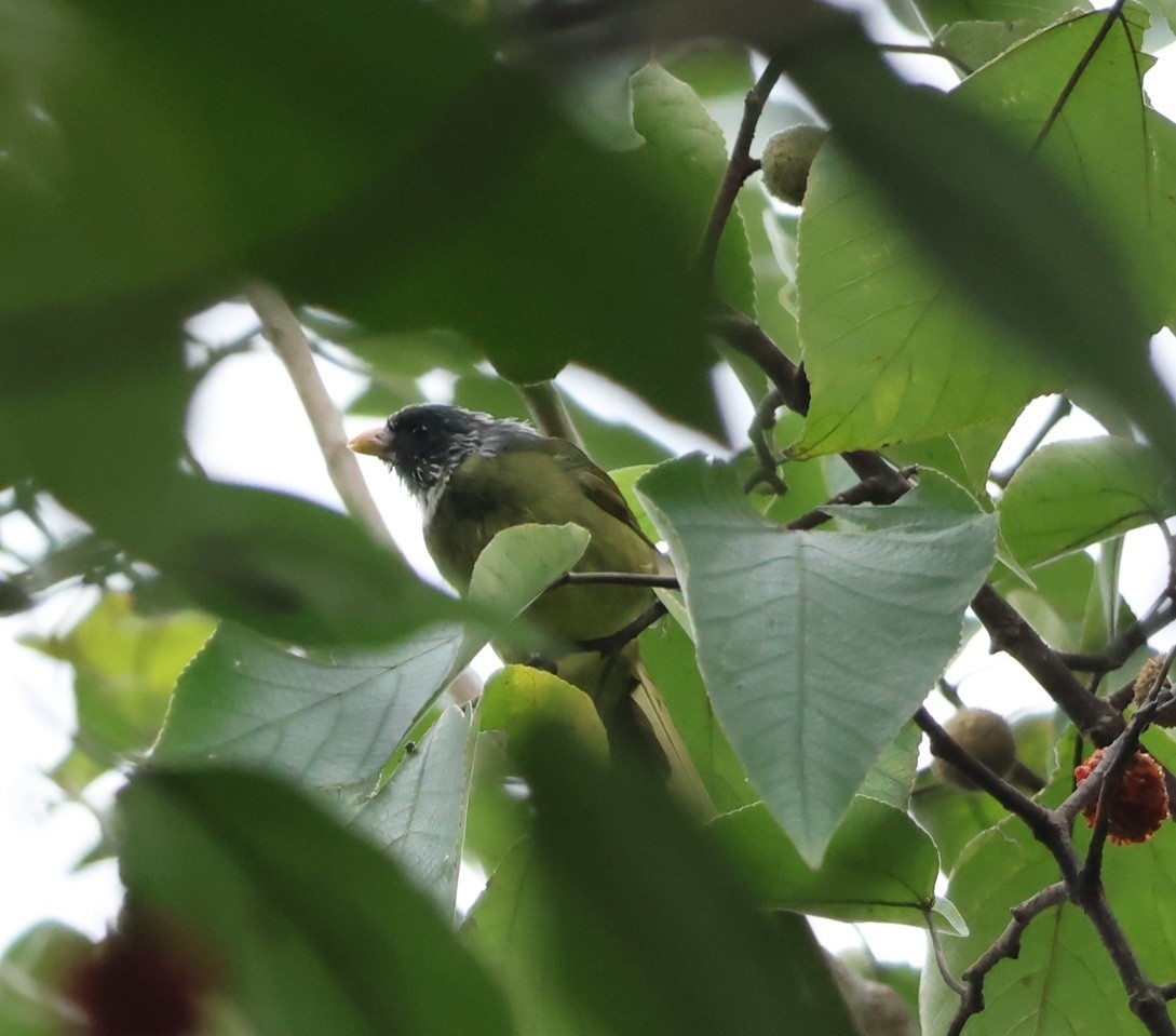 白環鸚嘴鵯 - ML644309895