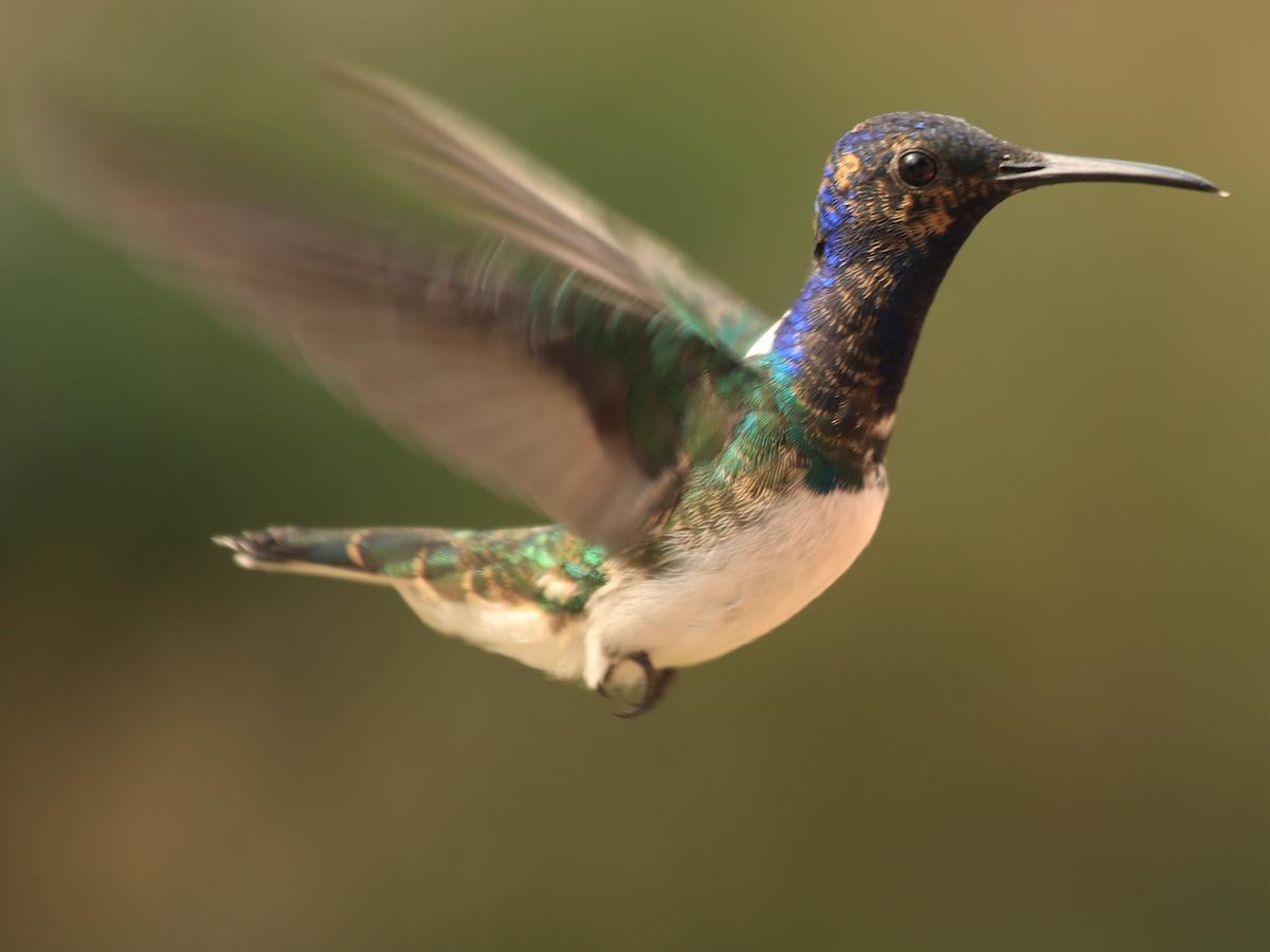 White-necked Jacobin - ML644309930