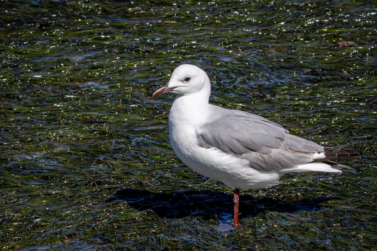 Hartlaub's Gull - ML644309931