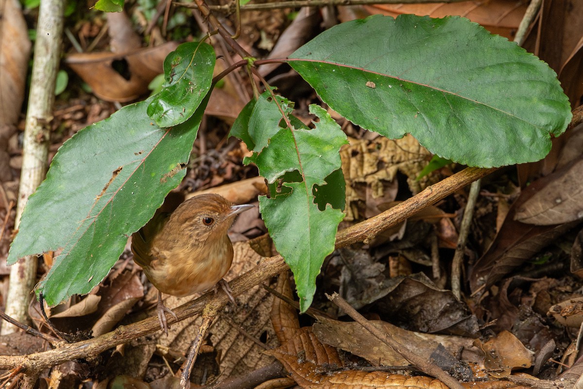 Buff-breasted Babbler - ML644309941