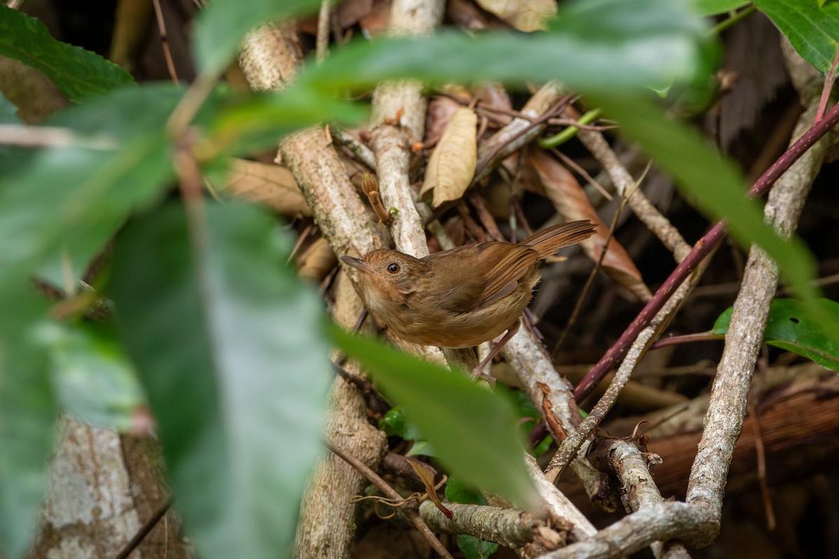 Buff-breasted Babbler - ML644309942