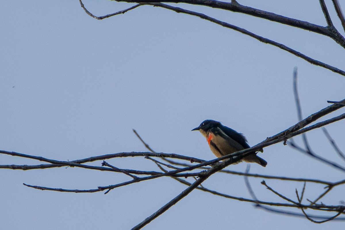 Fire-breasted Flowerpecker - ML644309963