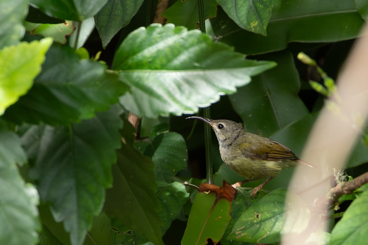 Black-throated Sunbird - ML644309965