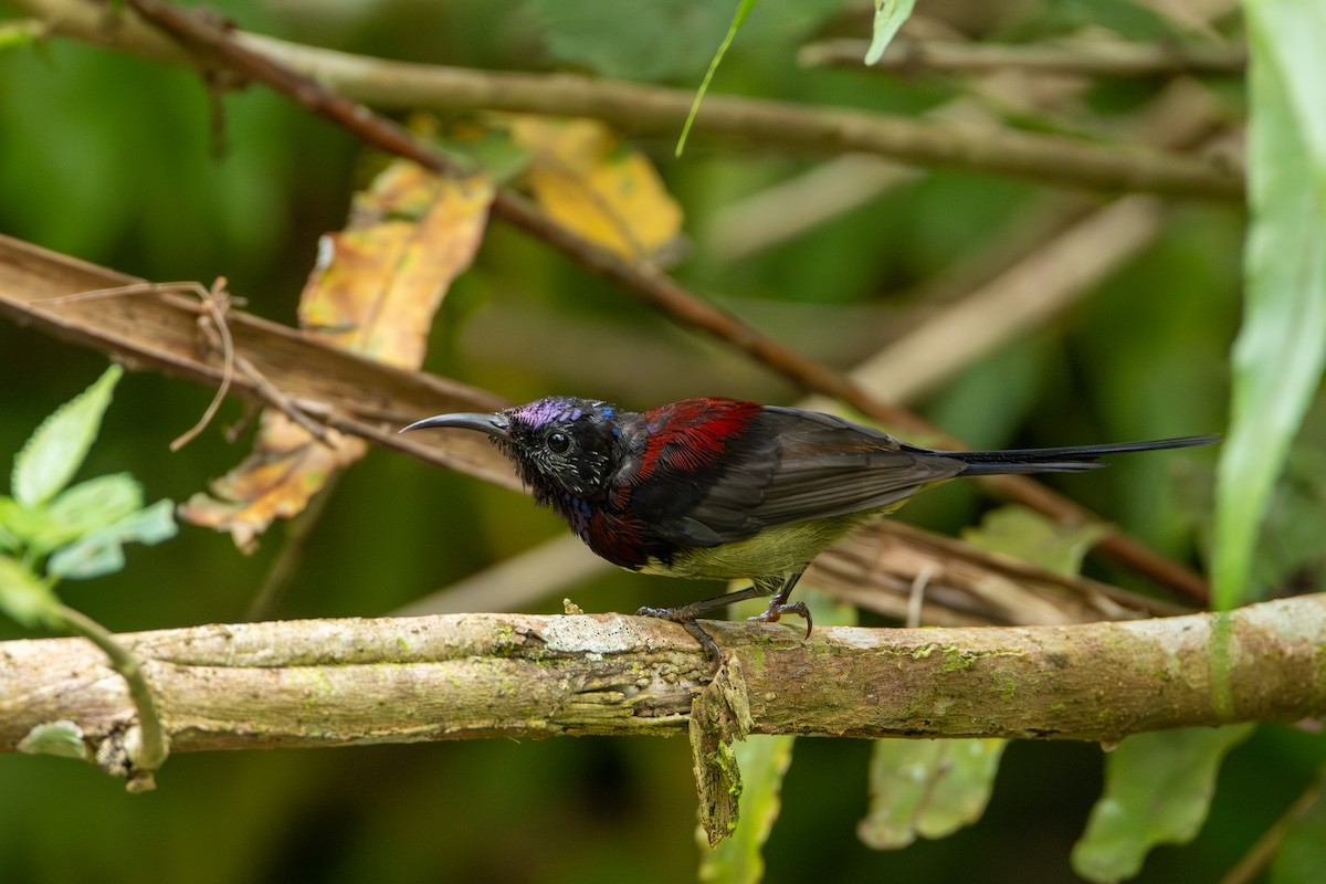 Black-throated Sunbird - ML644309966