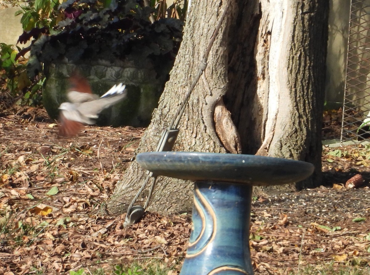 Inca Dove - ML644309968