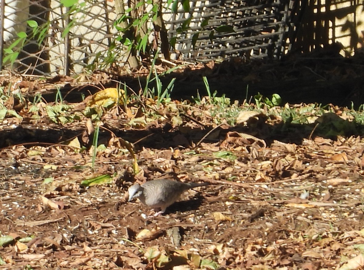 Inca Dove - ML644309970