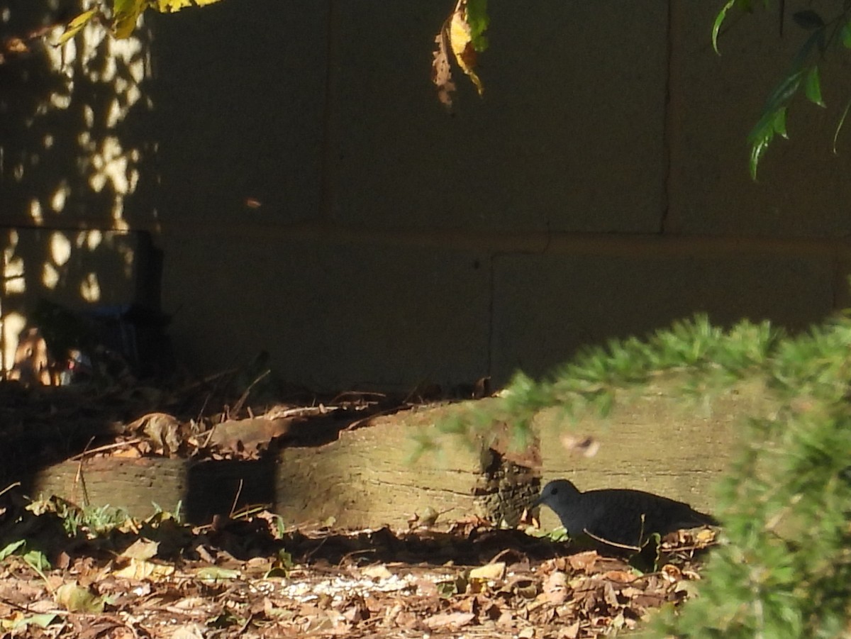 Inca Dove - ML644309972