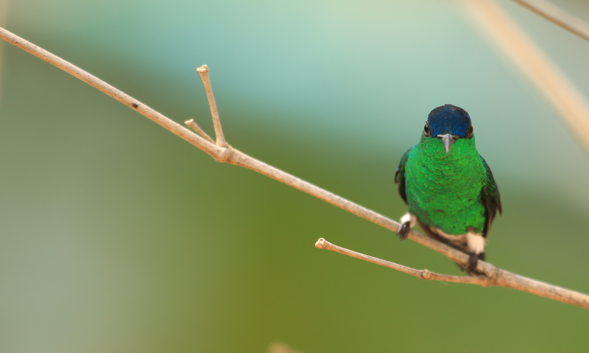 Amazilia Capiazul - ML644309975