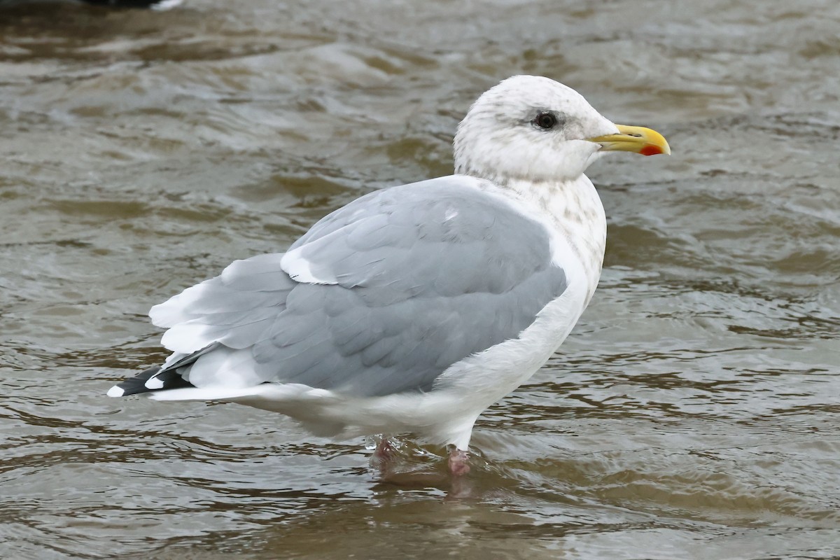 Kaio hegalzuria (thayeri) - ML644309981