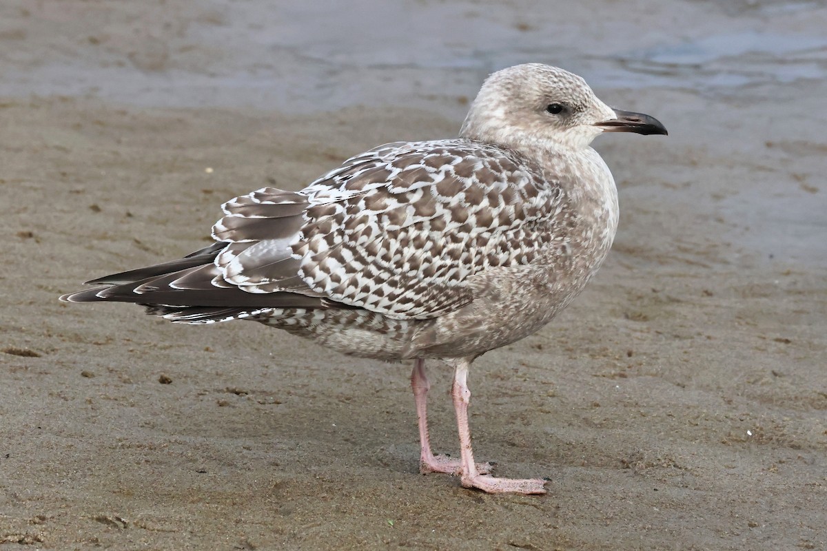 Kaio hegalzuria (thayeri) - ML644309985