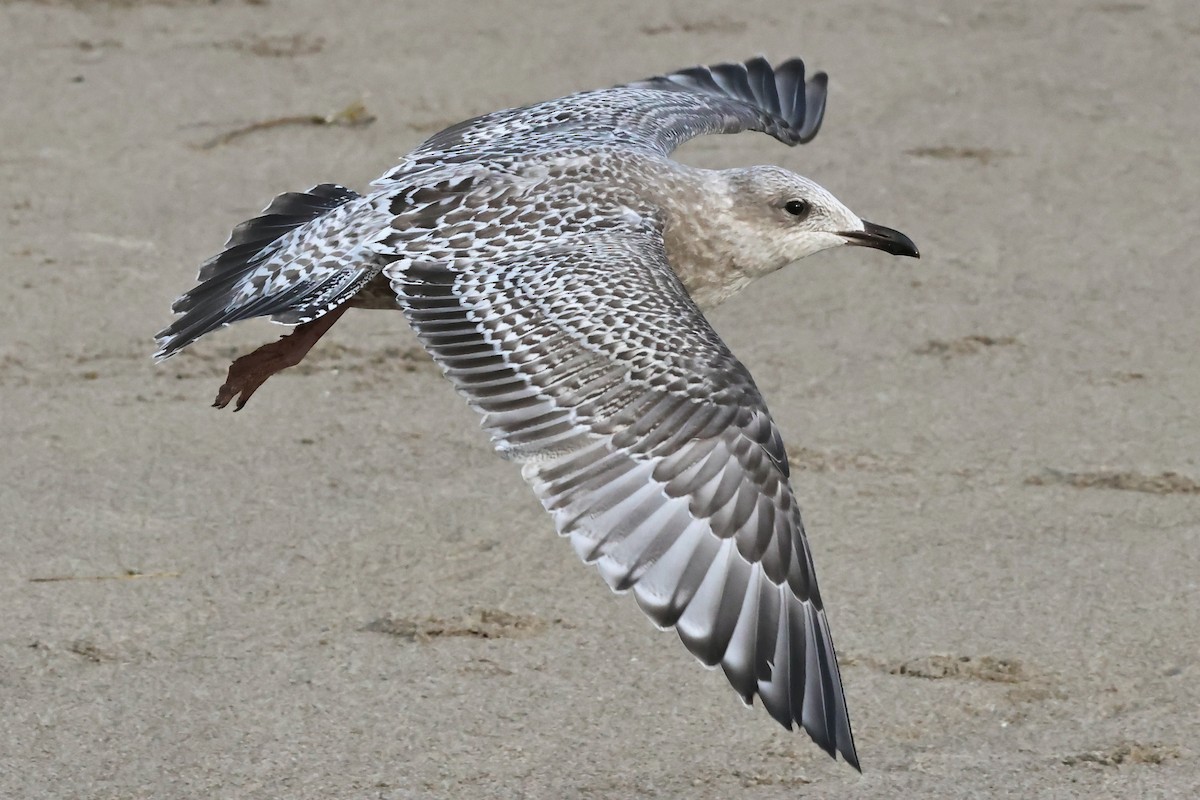 Kaio hegalzuria (thayeri) - ML644309986