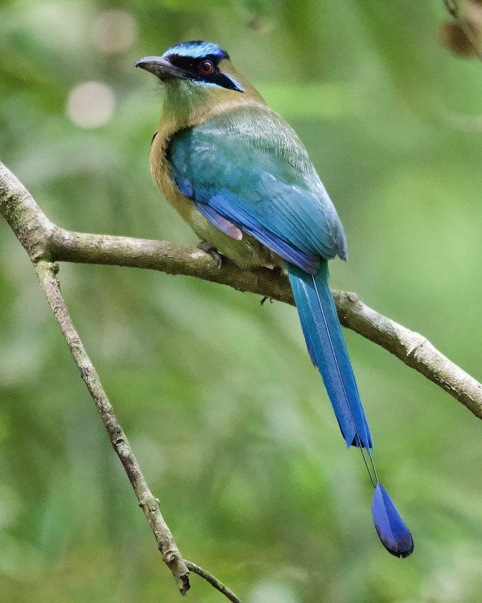 レッソンハチクイモドキ - ML644309992