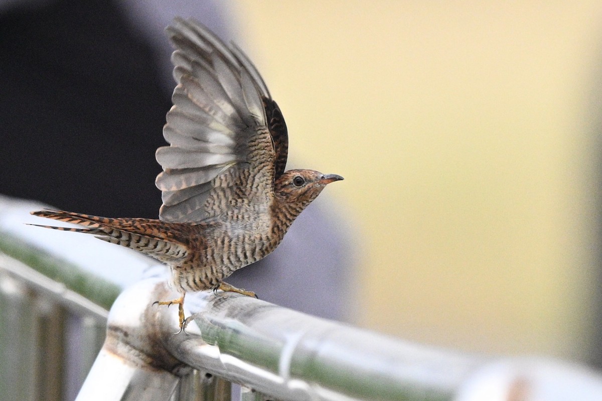 klagegjøk - ML644309993