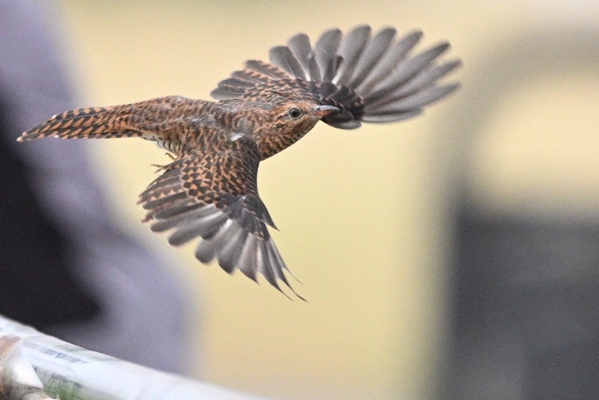 klagegjøk - ML644309994