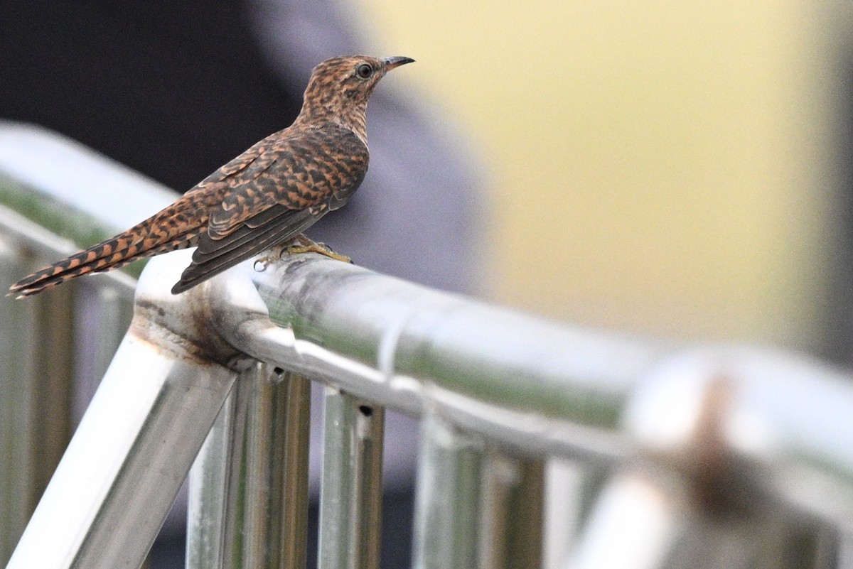 klagegjøk - ML644309995