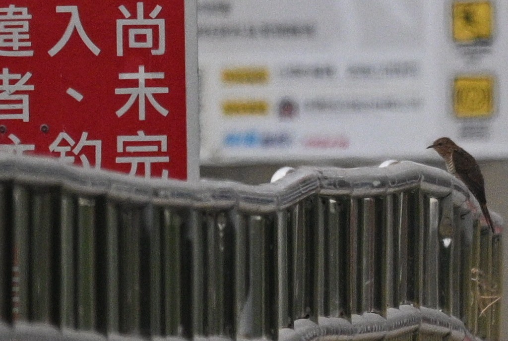 klagegjøk - ML644309996