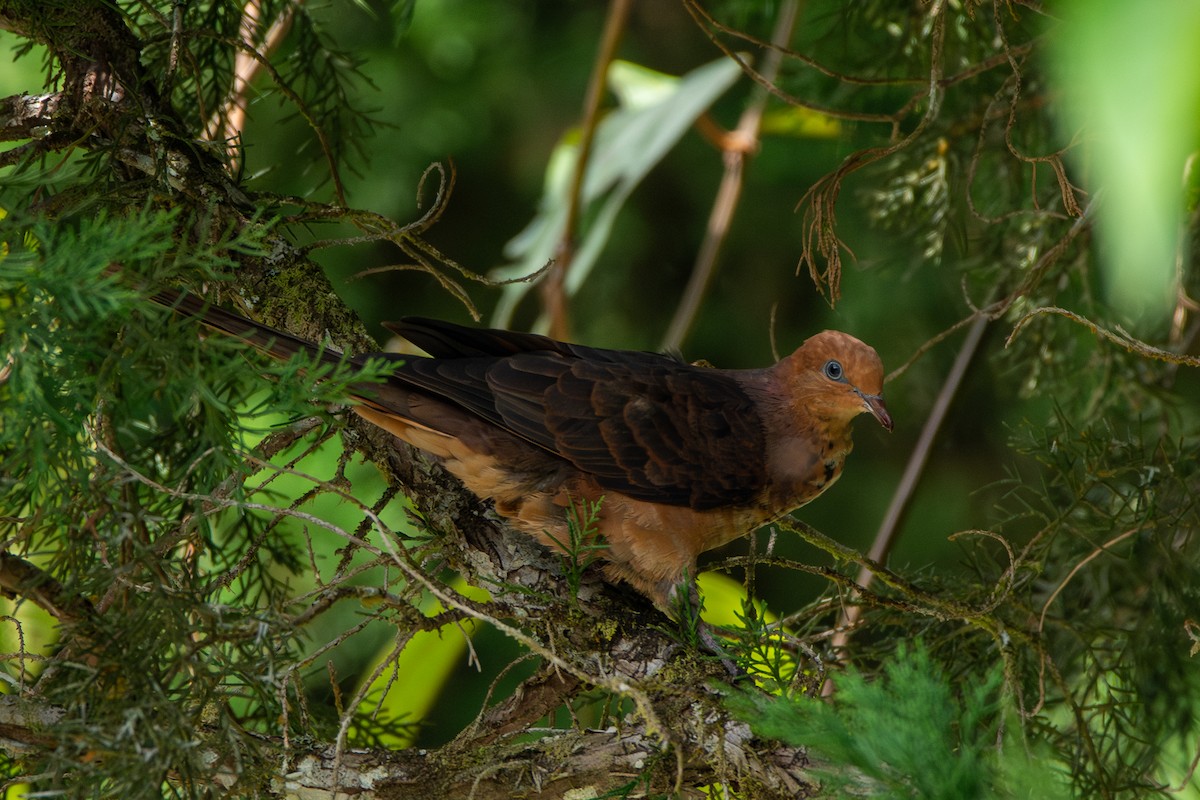 nymfegjøkdue - ML644309997