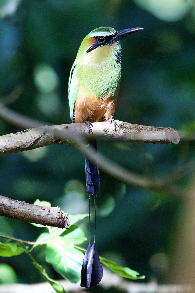 Момот рудочеревий - ML644310010